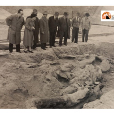 Mammut, eventi di celebrazione del 70° anniversario dal ritrovamento dello scheletro fossile