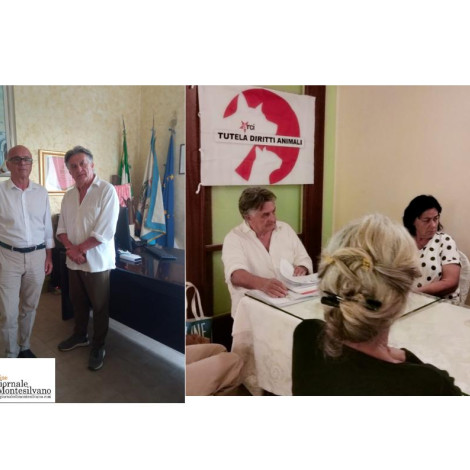 Tortoreto. Tar fa chiarezza sulle colonie feline.