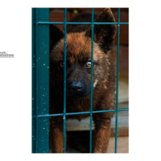 Randagismo nell'aquilano, la maxi denuncia di Bettoschi per la presunta gestione abusiva di un canile.