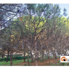 Montesilvano/Co.n.al.pa.: SOS Pineta, l'attacco della cocciniglia tartaruga e la lentezza delle istituzioni