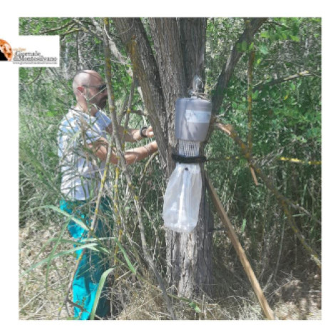 West Nile. Infezione contratta da zanzara autoctona
