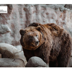 Pescara. Fauna selvatica e convivenza con l'uomo, attualmente non si può parlare di emergenza