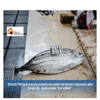 Pescara, 13 tonni 