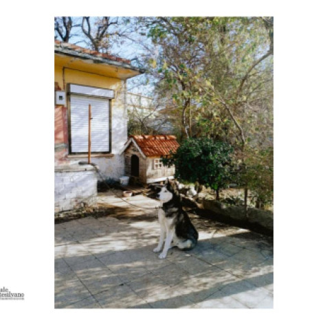 Sulmona, la diffida di Bettoschi per disporre il trasferimento dei cani da Ortona