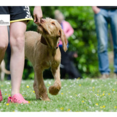 Il cane sporca, il padrone non raccoglie: a Fossacesia arrivano le pattuglie zoofile, controlli e sanzioni