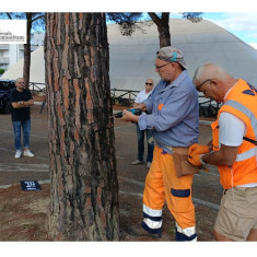 Montesilvano, i trattamenti contro la cocciniglia tartaruga del pino interessati 500 alberi.