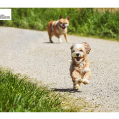 Trasacco: annullato bando ricovero cani. TAR accoglie ricorso di Tutela Diritti Animali Ets di Bettoschi.