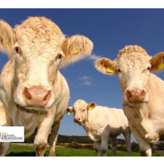Abruzzo/Zootecnia: 2,5 milioni di euro 