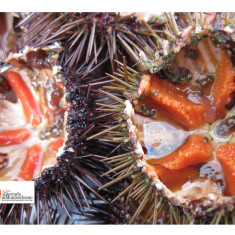 Pesca di frodo sul litorale abruzzese: 6.000 euro di multe e rigettati in mare 5mila ricci di mare