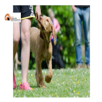 Il cane sporca, il 