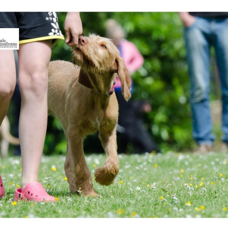 Il cane sporca, il padrone non raccoglie: a Fossacesia arrivano le pattuglie zoofile, controlli e sanzioni