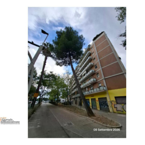 Pescara/Comune, pino d'Aleppo in via Castellamare Adriatico è da abbattere.