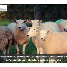 Caro gasolio e prezzi, gli agricoltori delle 4 province torneranno davanti a Palazzo dell’Emiciclo