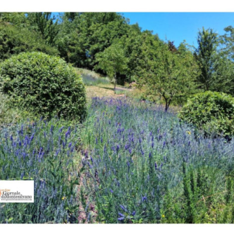 Passeggiata nel giardino delle lavande al Parco paesaggistico Lauretum (PE).