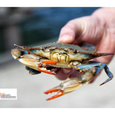 L'invasione invisibile del granchio blu: l'ombra del cambiamento climatico sul futuro della pesca mediterranea