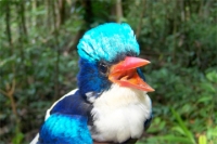 Habitat e Uccelli. Parlamento Europeo ad aprile voto a difesa delle direttive sulla biodiversità