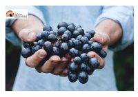 Vino d'Abruzzo: alla scoperta delle cantine che stanno conquistando il mondo