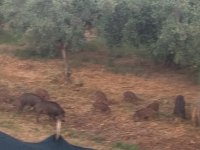 Ortona. Di Nardo: urgono interventi per cinghiali