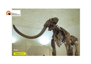 L’Aquila/MuNDA, annullo filatelico celebra il 70° del ritrovamento del Mammut