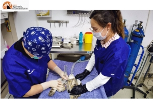 Come diventare tecnico veterinario: formazione e requisiti