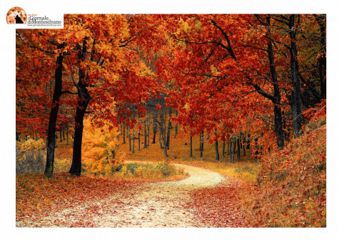 Festa dell’albero 2022: a partire dal 21 novembre tanti eventi in collaborazione con le sezioni locali del WWF Abruzzo