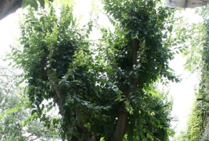 BAGOLARI IN VIA PALUCCI