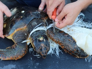 La tartaruga Carretta carretta Charlie