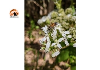 “Giornate delle Oasi WWF”: in primo piano gli impollinatori e la biodiversità