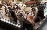 Pescara. 8Mila euro per censimento colonie feline. Bettoschi “lavoro inutile” e chiede revoca bando