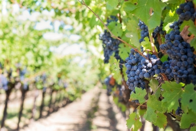 "Vendemmia" laboratorio per capire la trasformazione dell'uva al vino
