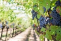 "Vendemmia"  laboratorio per capire la trasformazione dell'uva al vino