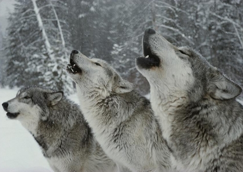 Caramanico Terme The Wellness Festival