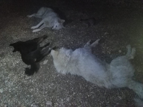 i poveri cani avvelenati