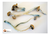 USA. Allarme Funghi allucinogeni: dopo la depenalizzazione saliti i casi di avvelenamento