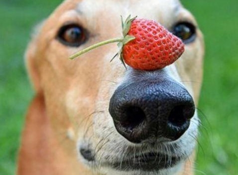 Montesilvano, primo fragoleto in Abruzzo.