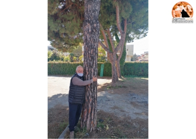 Montesilvano/alberi ex FEA. Gabriele Di Stefano abbracciando l'albero: "salvate gli ultimi 8 pini"