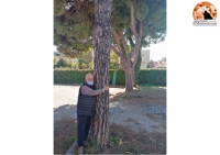 Montesilvano/alberi ex FEA. Gabriele Di Stefano abbracciando l'albero: "salvate gli ultimi 8 pini"