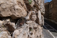 Straperetana 2020, arte contemporanea nella porta d’Abruzzo