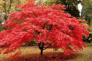 Poeti per la natura seconda edizione