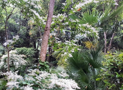 Pasquetta, al Parco dei Ligustri la Caccia al Tesoro Botanico