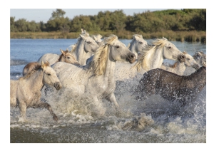 3 Marzo 2021 World wildlife day, la Giornata mondiale della natura selvatica.