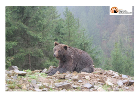 Orsa Jj4 scagionata da perizia: runner ucciso da un orso maschio