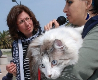 Gattone bellissimo