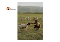 Blue tongue/Abruzzo: bando regionale da 400mila euro a sostegno del comparto ovicaprino