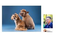 Giulianova. L’Università, ritira il patrocinio al Carnevale a 4 Zampe”