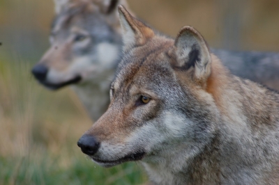 Abruzzo. NO Abbattimento Lupi! Wwf appello a Giunta D'Alfonso. Votate contro!