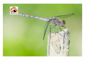 Pescara, West Nile potenziata disinfestazione.