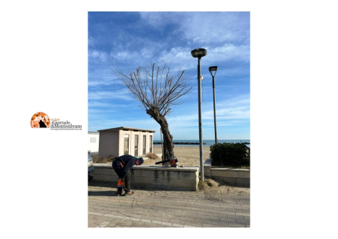 Montesilvano, Amministrazione pota 500 alberi.