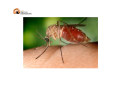 Abruzzo/Virus West Nile (WN): primo probabile caso umano, ricovero a Pescara.