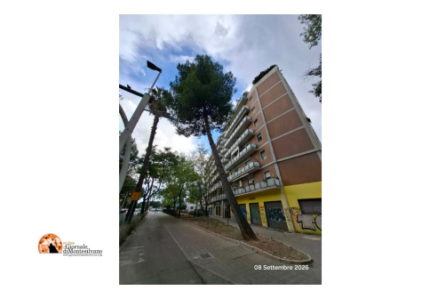 Pescara/Comune, pino d'Aleppo in via Castellamare Adriatico è da abbattere.